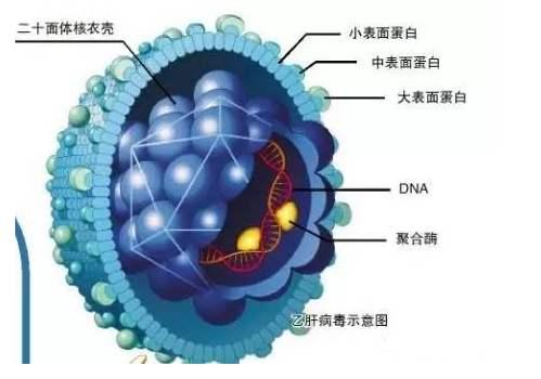 新型怪狀病毒最新動(dòng)態(tài)及影響深度解析