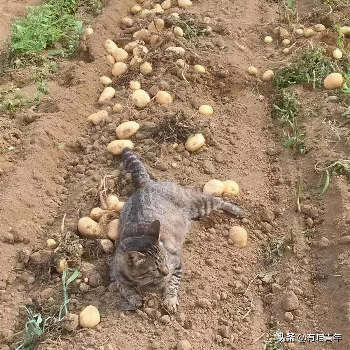 旺财猫引领金融科技新潮流的最新动态